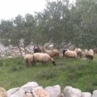 Les moutons