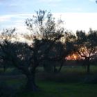 Coucher de soleil sur les oliviers