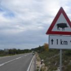 Attention sanglier