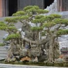 Magnifique bonzaï