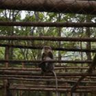 Singe sauvé des cusines chinoises