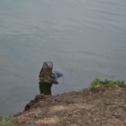 Varan dans les parcs de Bangkok