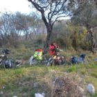 Réveil sous les oliviers