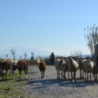 Berger et ses moutons