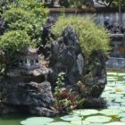 Pierres et nénuphar