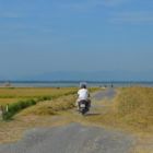 Route encombrée par les moissons