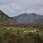 Les moutons au bord de la route