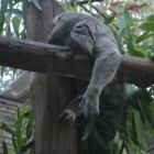 Koala au repos