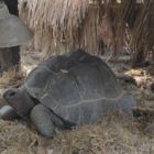 Tortue géante