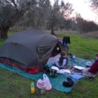 Campement entre les oliviers