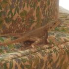 1392-Mali-Ségou-Hotel-Indépendance