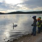 Les enfant essaie d'apprivoiser un cygne