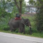 Eléphant en bord de route