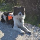 Lupo le grand copain des garçons