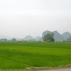 Rizières d'un vert éclatant