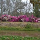 partout des superbes bougainvilliers