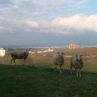 Les moutons des bords de route