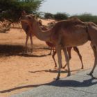 0717-Mauritanie
