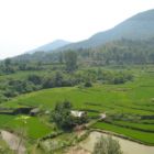 Splendides rizières