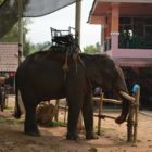 Les éléphants, la belle surprise