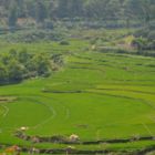 Premières rizières en escalier