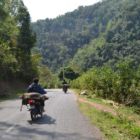 Transport de cochons