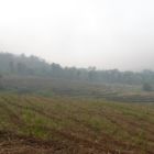 Les rizières en jachère