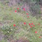 Les belles petites fleurs commencent à sortir