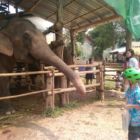 Loan donne à manger aux éléphants