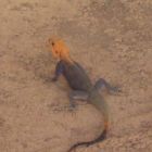 1394-Mali-Ségou-Hotel-Indépendance