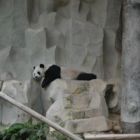 Panda comme toujours au repos