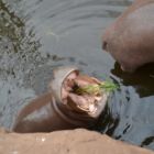 On donne à manger aux hippo