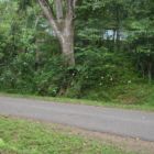 Les milions de papillons (bon ça donne rien en photo)