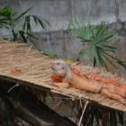 Un ... impressionnant