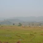 Rizières en jachère